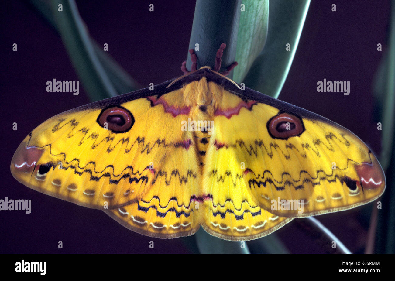 Golden Emperor Moth, Loepa katinka, South East Asia, yellow, patterned wings, adult Stock Photo