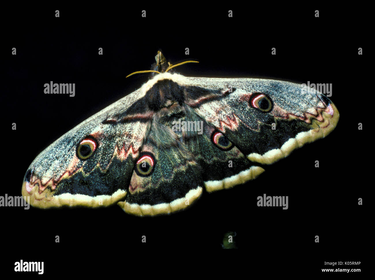 Giant Peacock Moth, Saturnia pyri, Europe, largest European Moth also called Great Peacock Moth, Giant Emperor Moth or Viennese Emperor, adult wings o Stock Photo