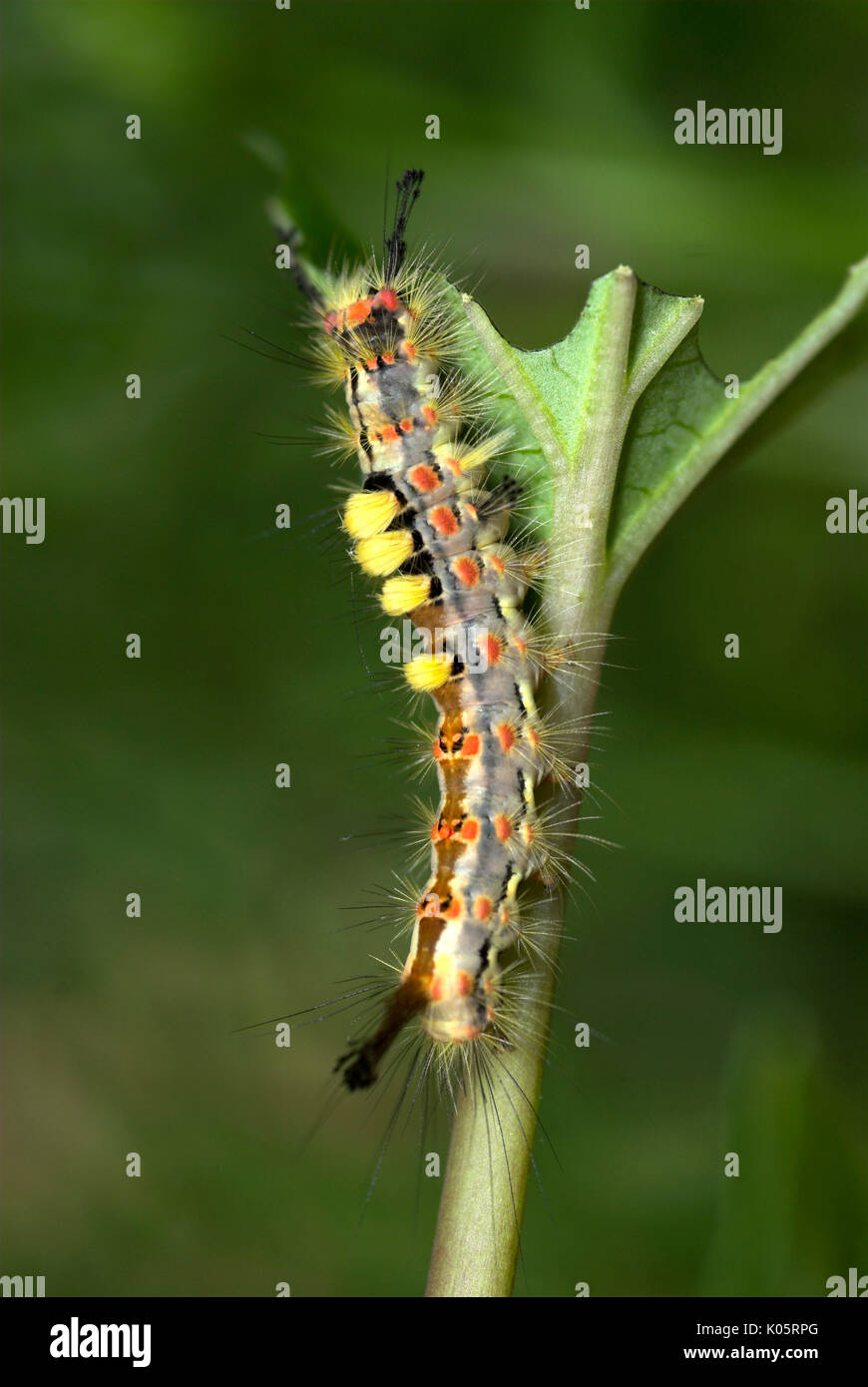 Vapourer Moth, Caterpillar, Orgyia antiqua, feeding on leaf, eating, tufts of hair on back, larvae, yellow, red, black Stock Photo