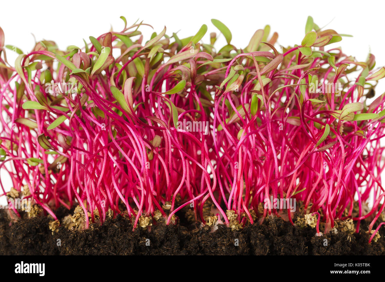 Red beetroot, fresh sprouts and young leaves front view over white. Vegetable, herb and microgreen. Also beet, table, garden or red beet. Cotyledons. Stock Photo