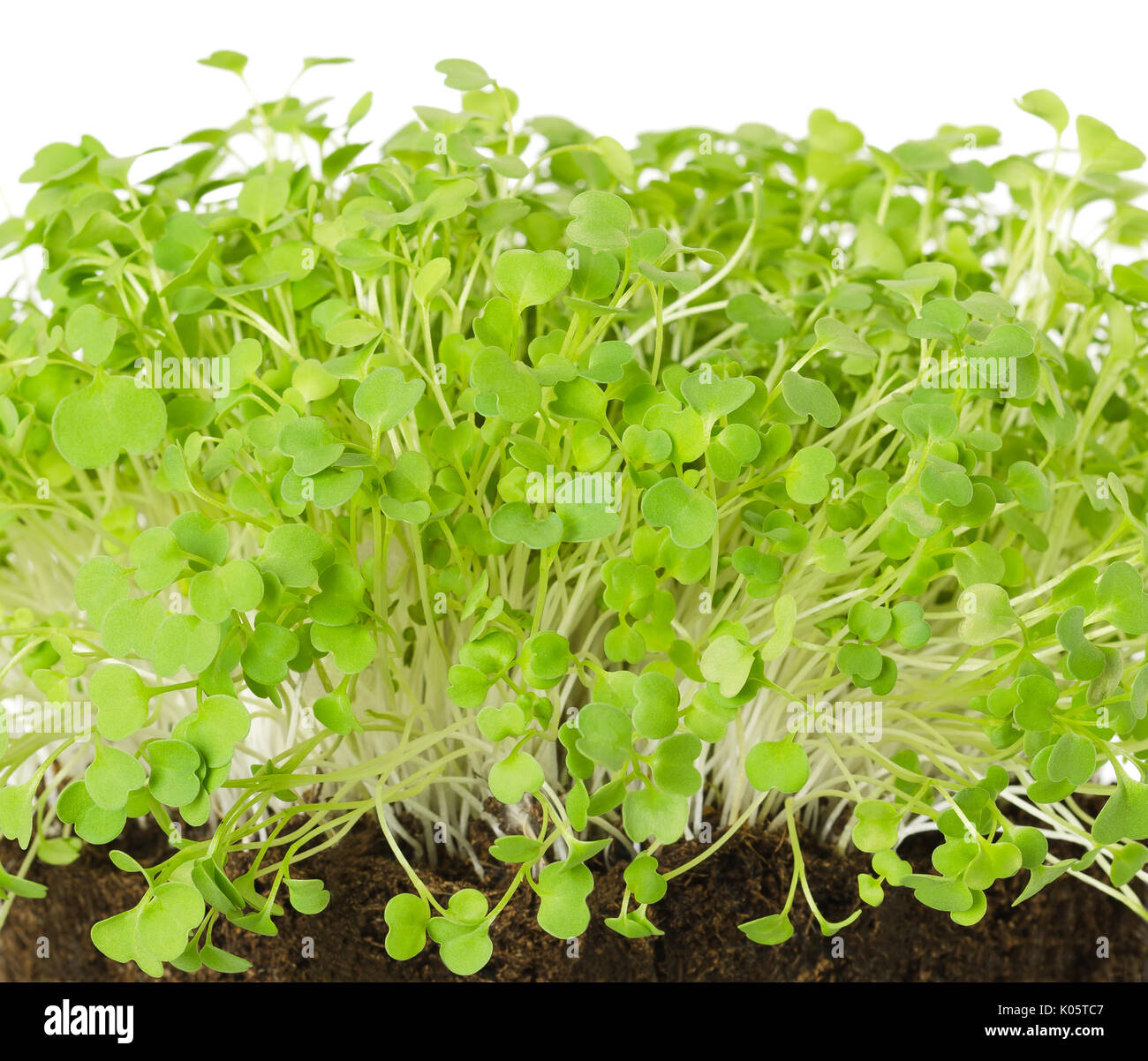 Rocket salad, fresh sprouts and young leaves front view over white. Salad vegetable and microgreen. Also known as arugula, rucola or rugula. Stock Photo