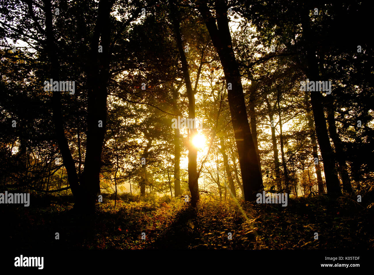 Sunlight through trees on misty autumn morning Stock Photo