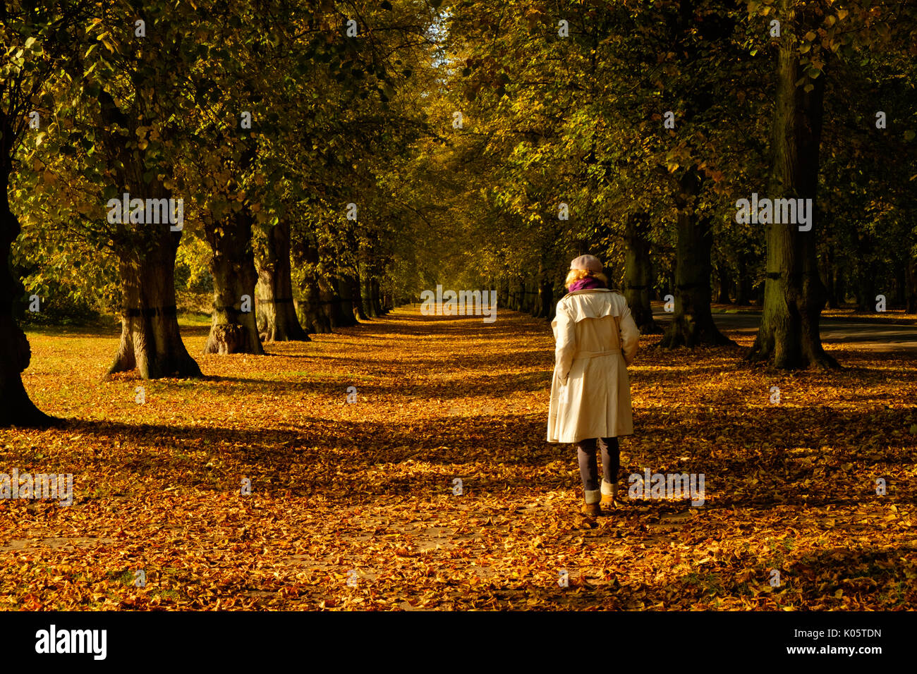Woman walking alone in autumn trees. Lime tree avenue in Clumber Park. Stock Photo