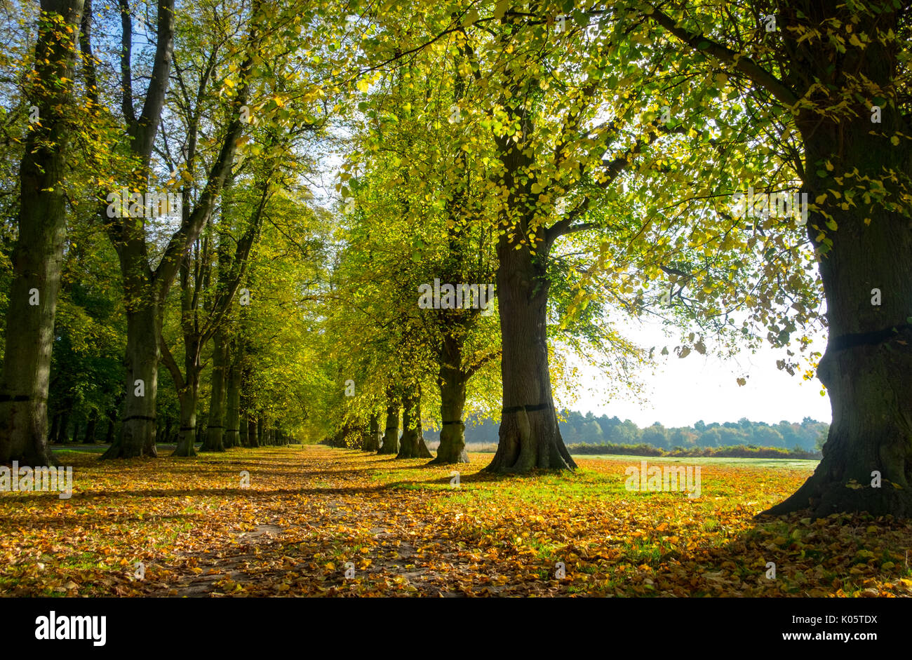 Lime tree avenue at Clumber Park in autumn Stock Photo