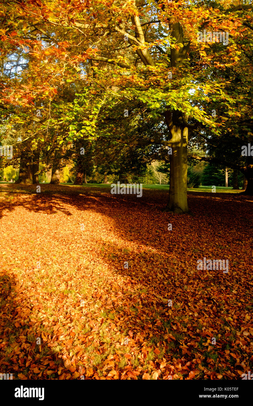 Beech trees in autumn Stock Photo