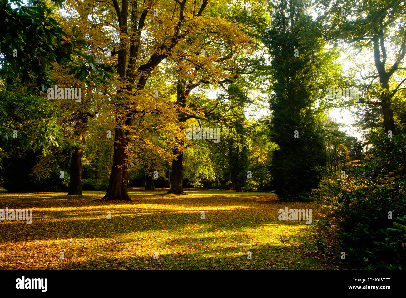 Autumn woodland at Clumber Park, Nottinghamshire, UK Stock Photo
