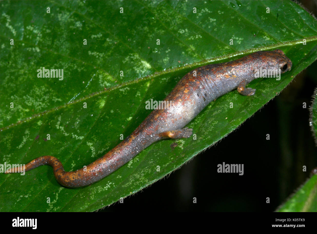 Salamander, STRABOMANTIDAE, Bolitoglossa peruviana, Manu, Peru, IUCN Red Data List, Threatened species Stock Photo