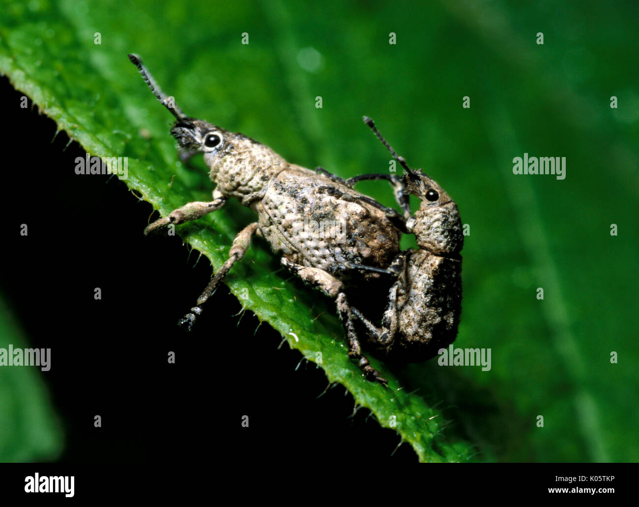 Weevils mating, Curculionoidea, Peru, on leaf in rainforest, jungle, pair, two, 2 Stock Photo