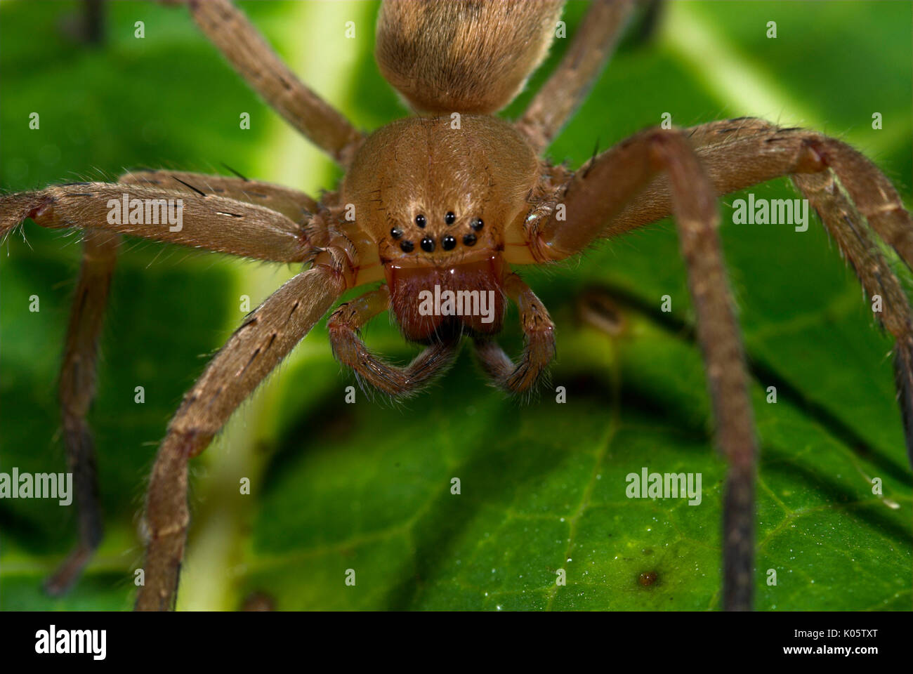 Hunting or Nursery Web Spider, Family Pisauridae, Manu Peru, close uup of face showing eight eyes, jungle, amazon, 8, fearsome Stock Photo