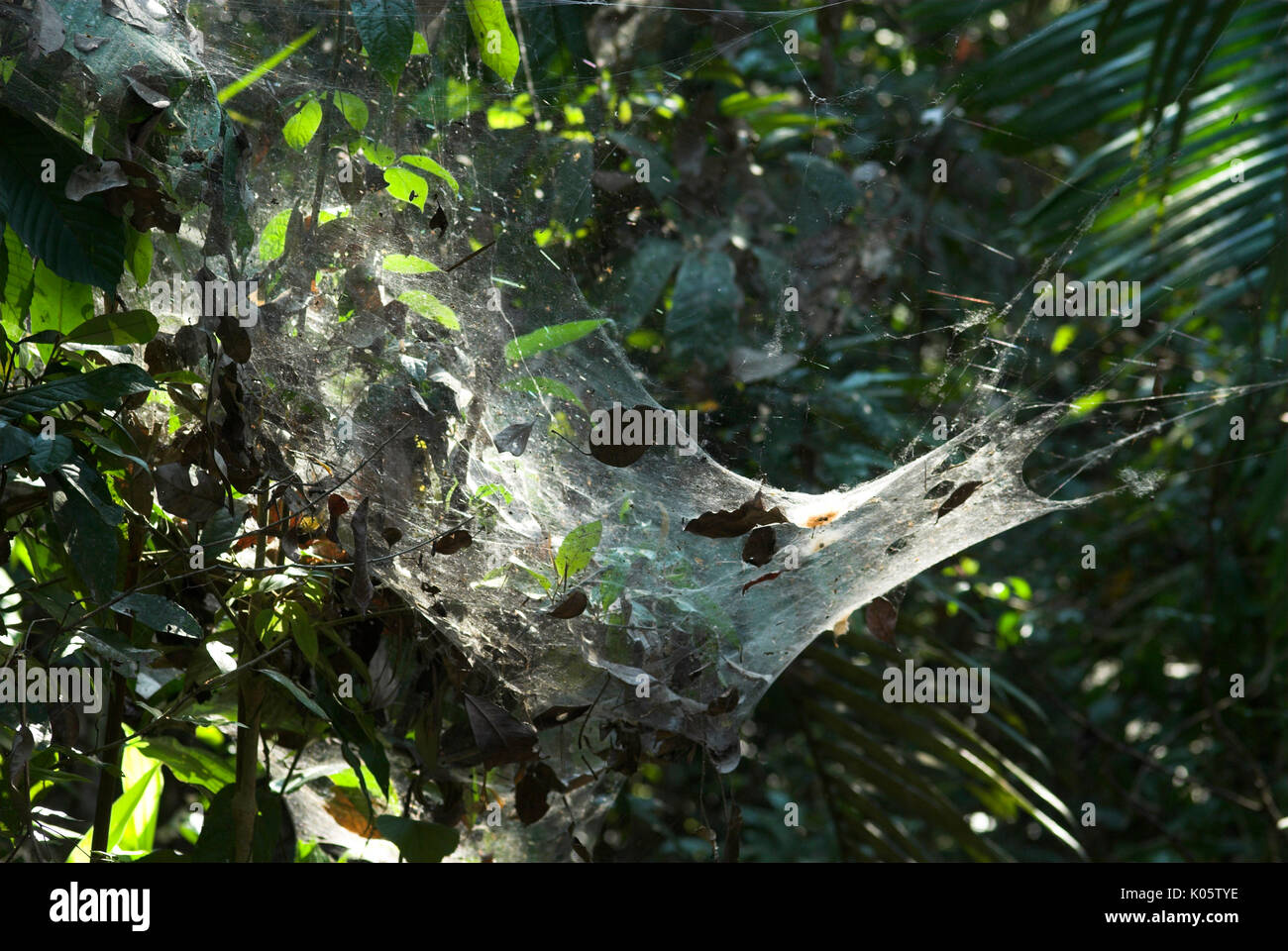 Communal Spiders on web, possibly Anelosimus eximius sp., Manu Peru, group, small, work together, amazon, jungle Stock Photo