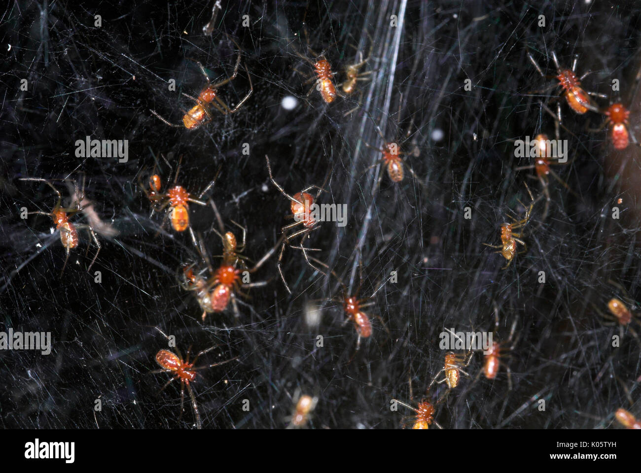 Communal Spiders on web, possibly Anelosimus eximius sp., Manu Peru, group, small, work together, amazon, jungle Stock Photo