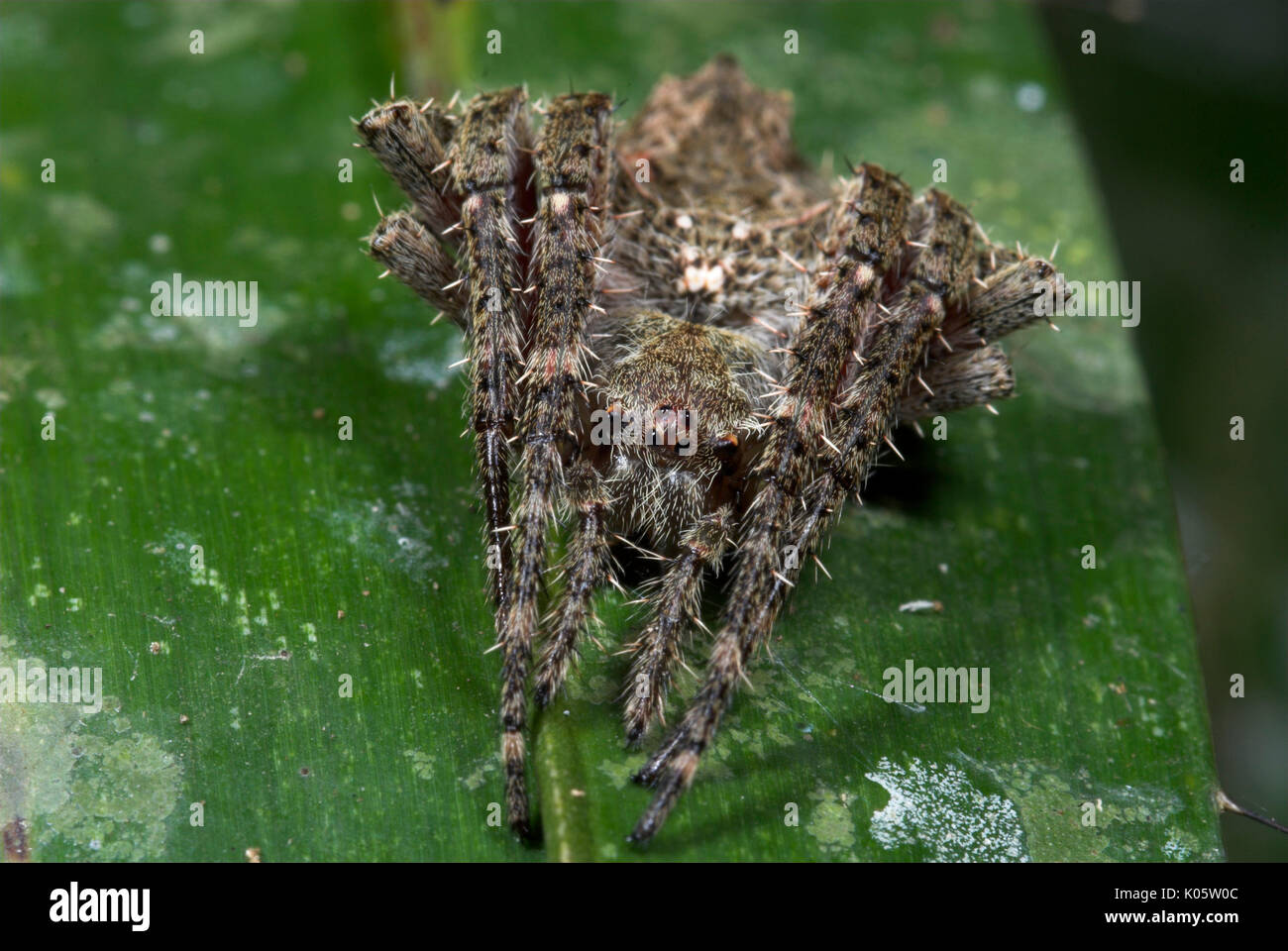 Orb Weaver Spider, Family Araneidae, resembling bird dropping, Manu Peru,  cryptic camouflaged on leaf, night, jungle, amazon, brown, curled up Stock  Photo - Alamy