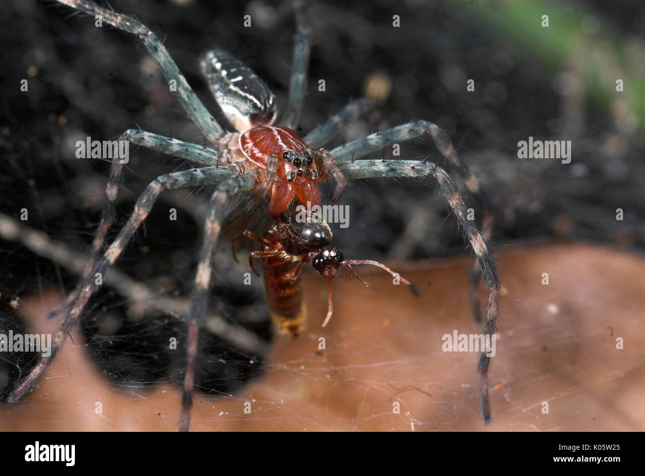 klæde bunker apologi Funnel weavers or grass spiders, Family Agelenidae, Manu Peru, on web with  insect prey, feeding, jungle, amazon, red carpace, blue black abdomen and l  Stock Photo - Alamy