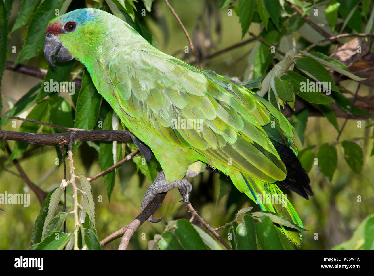 Amazon Parrot, Amazona festiva, Iquitos, Peru, Amazonian Jungle, perched in tree, green. Stock Photo