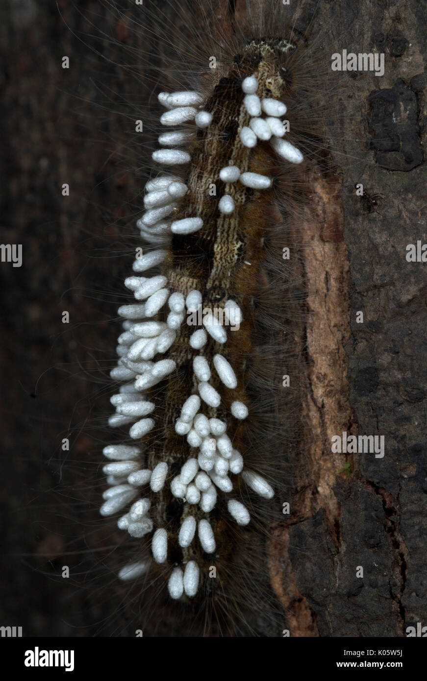 Caterpillar with eggs of tachinid fly, Iquitos, Peru, jungle, Amazonian ...