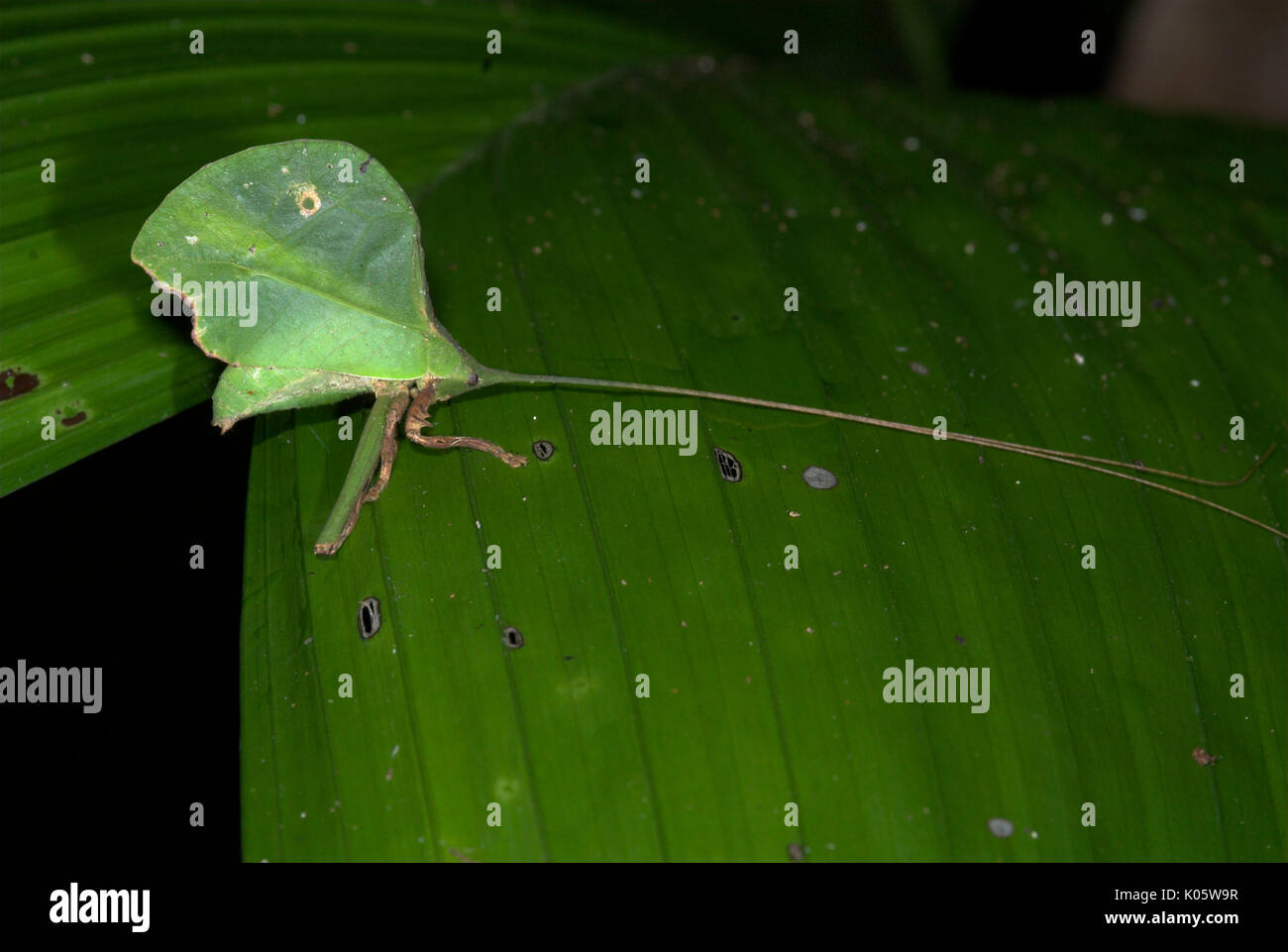 Leaf Katydid, Tettigoniidae cycloptera, Iquitos, Peru, camouflaged on leaf, green, jungle, . Stock Photo
