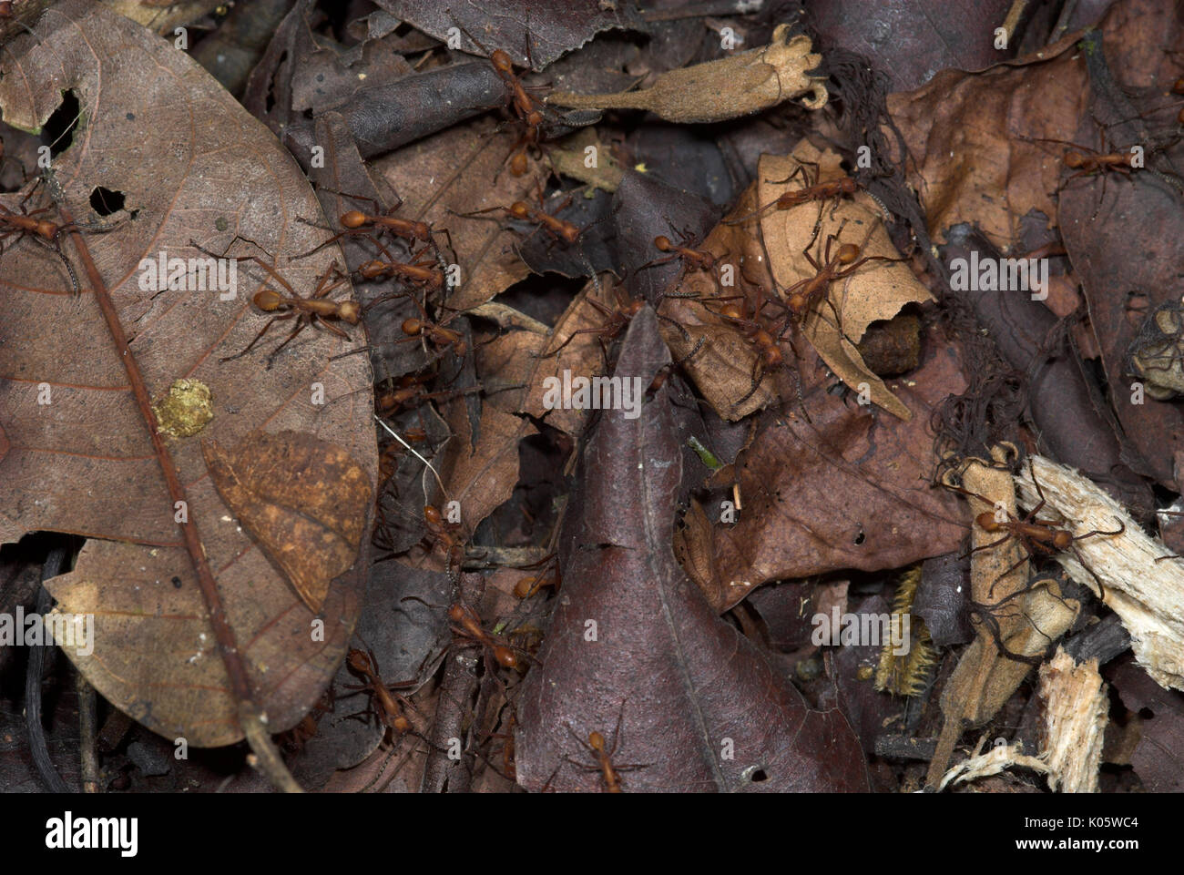 Army Ants, Eciton hamatum, on forest floor, Iquitos, Peru, jungle