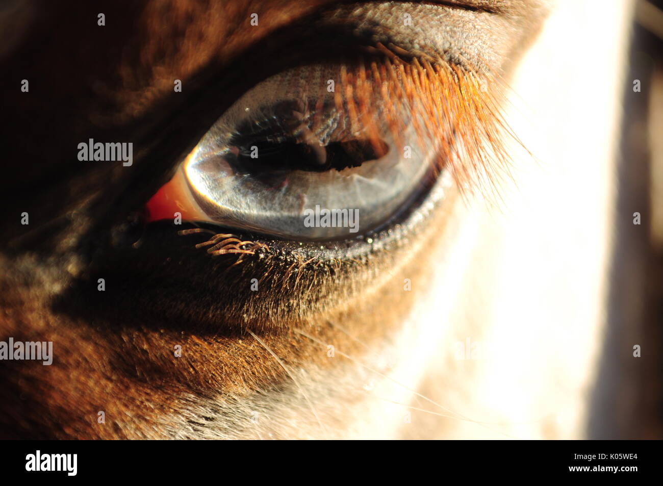 horse with blue eye Stock Photo Alamy