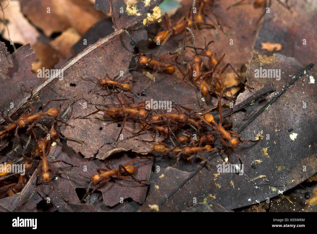 Army Ants, Eciton hamatum, on forest floor, Iquitos, Peru, jungle