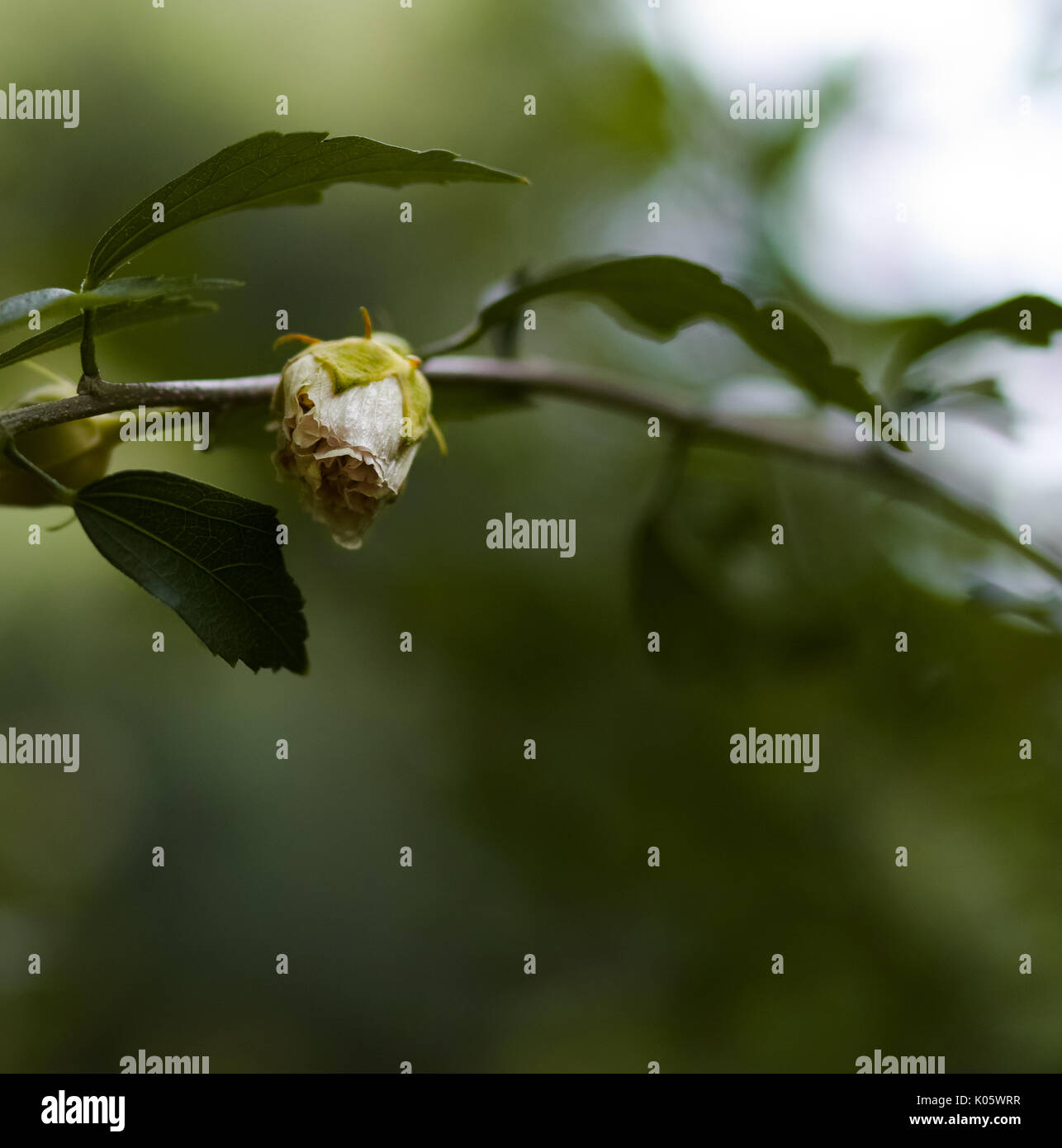 Growing roses in a garden with blur background Stock Photo - Alamy