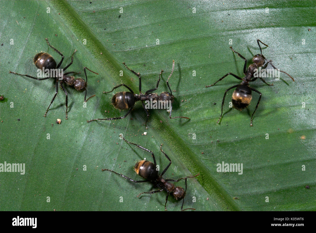 Group Of Ants On Leaf Dolichoderus Sp Amazon Rainforest Iquitos Stock Photo Alamy