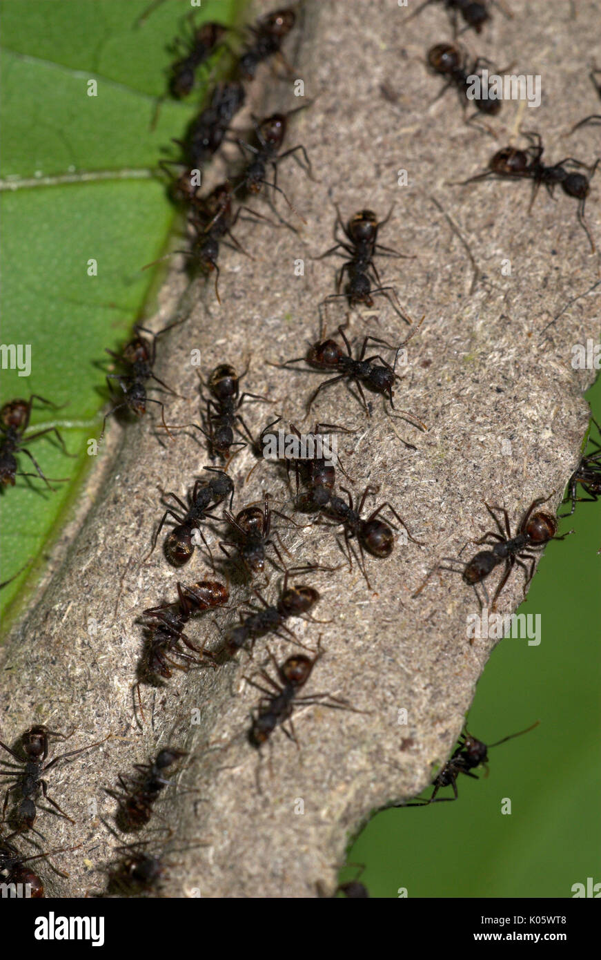 Group of Ants on nest in tree, Dolichoderus sp. Amazon Rainforest