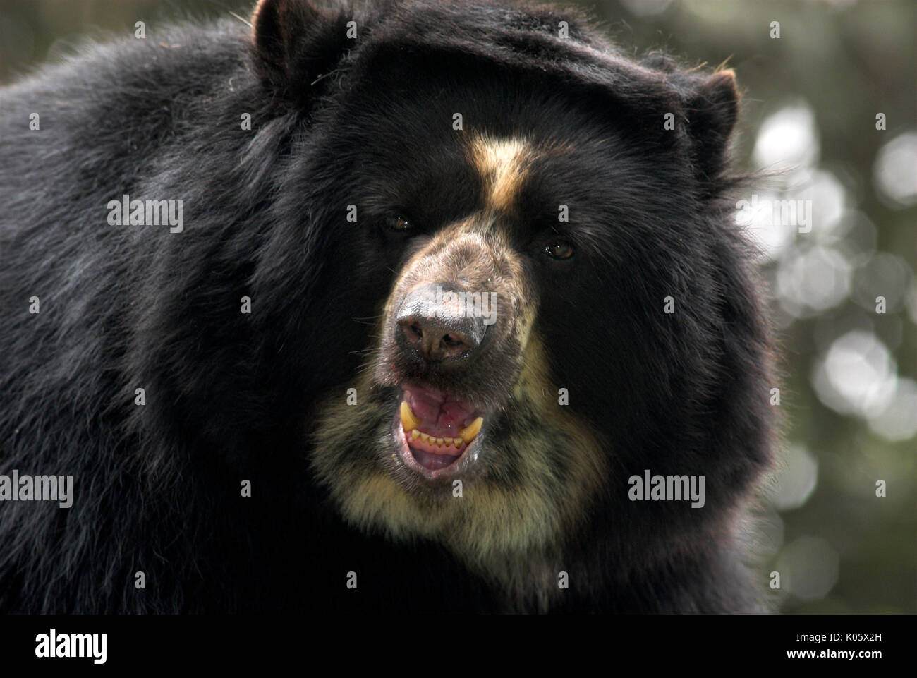 Spectacled Bear Peru High Resolution Stock Photography and Images - Alamy