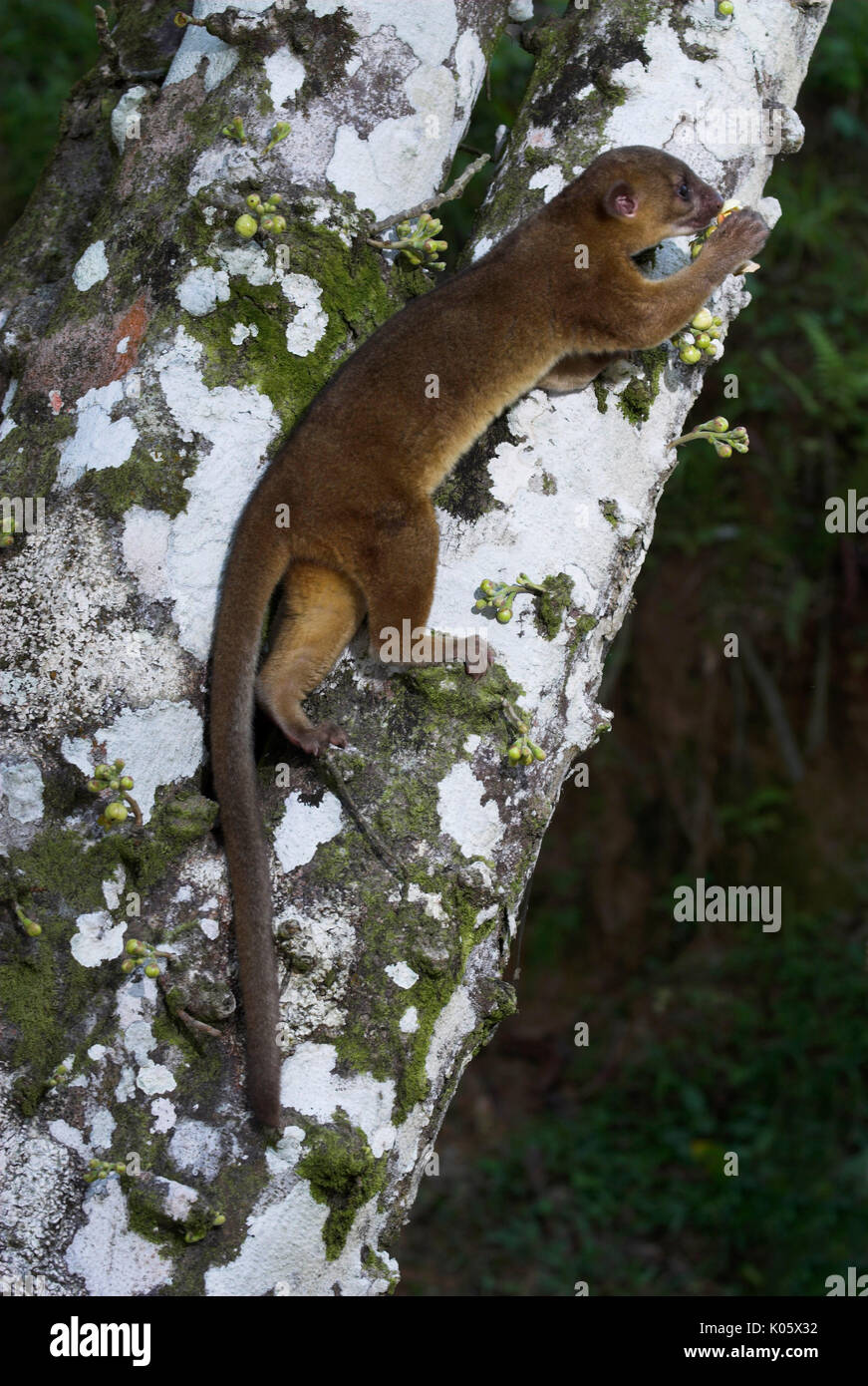 Kinkajou, Potos Flavus, Feeding On Flowers On Tree, Iquitos, Northern Peru, Nocturnal, Jungle
