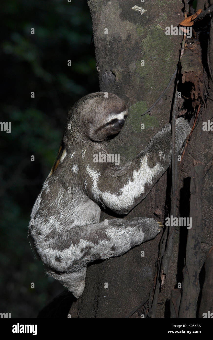 Brown Throated Three Toed Sloth, Bradypus variegatus marmoratus, Iquitos, Northern Peru, jungle, climbing in tree. Stock Photo