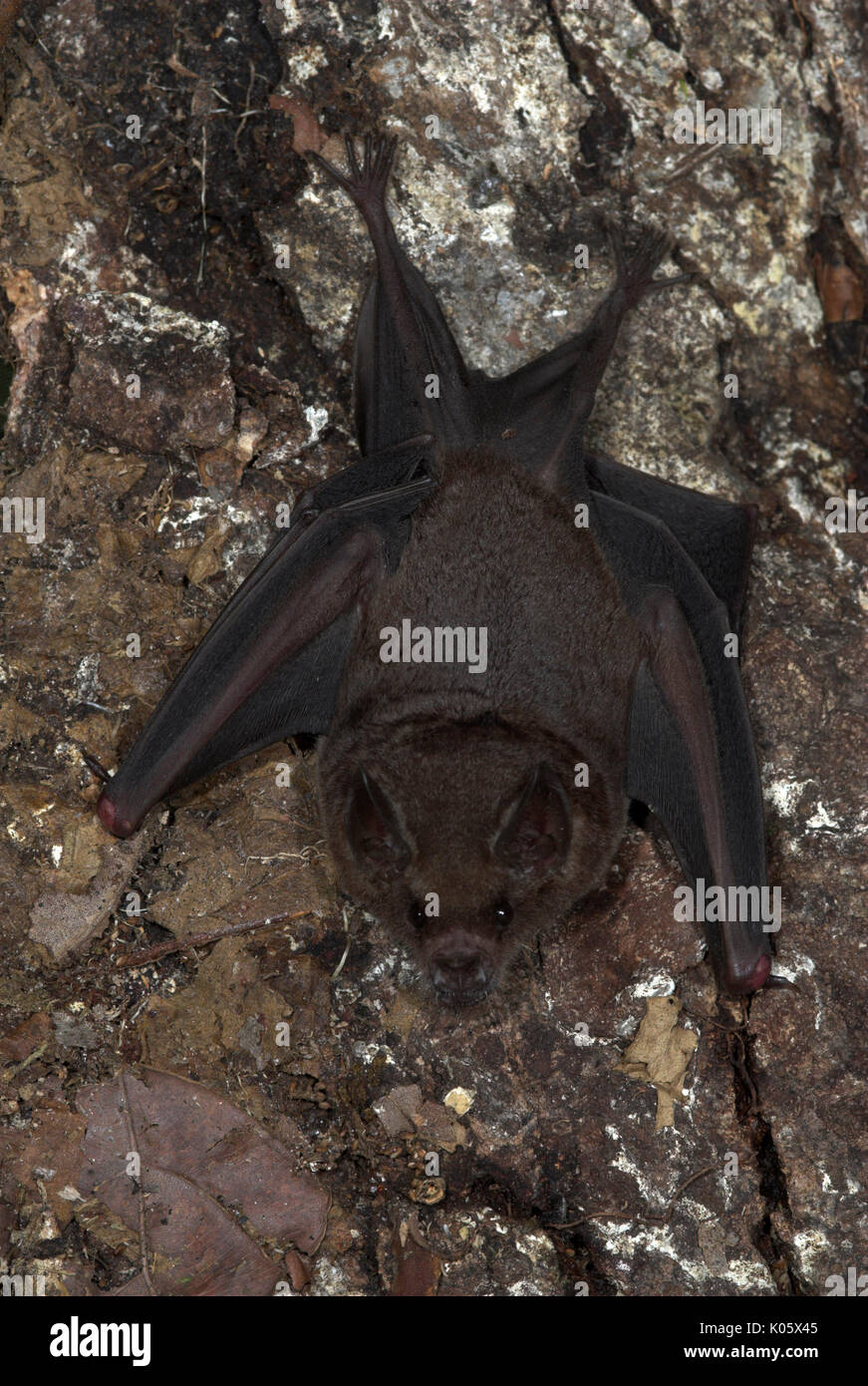 Short Tailed Fruit Bat, Carollia perspicillata, Iquitos, Northern Peru