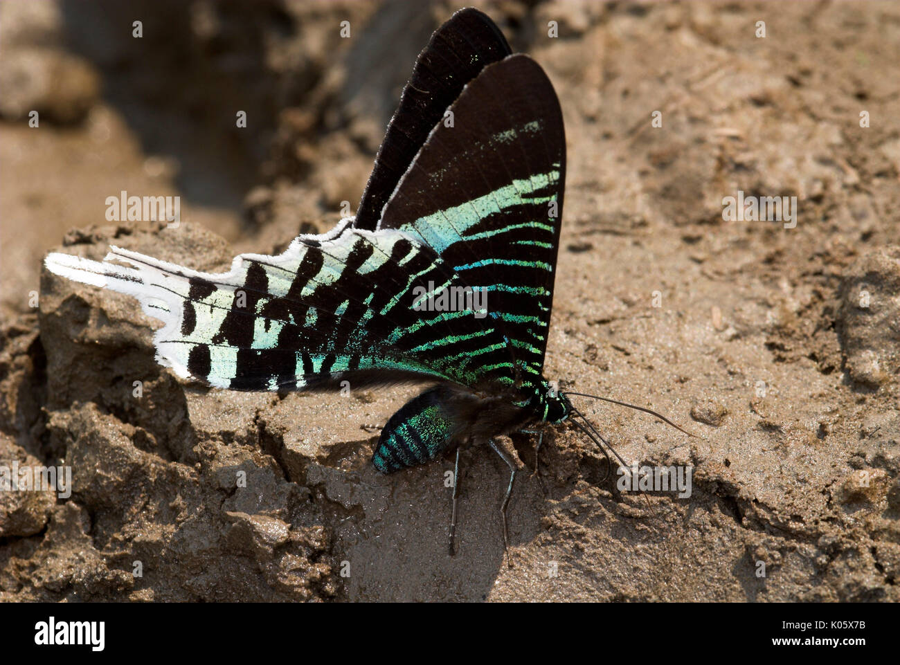 Uranus Moth, Urania leilus, on mud drinking minerals from sand, Iquitos,  Peru, Amazon jungle, colourful, black green, day flying Stock Photo - Alamy