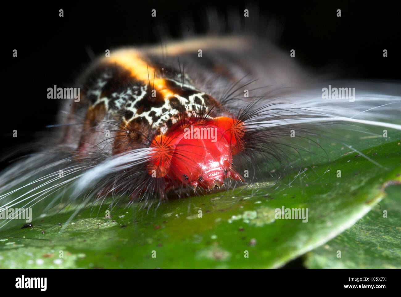 Caterpillar, species unknown, on leaf with urticating hairs, Manu, Peru, Amazon jungle, lepidopterism, red head with yellow stripe and black body, por Stock Photo