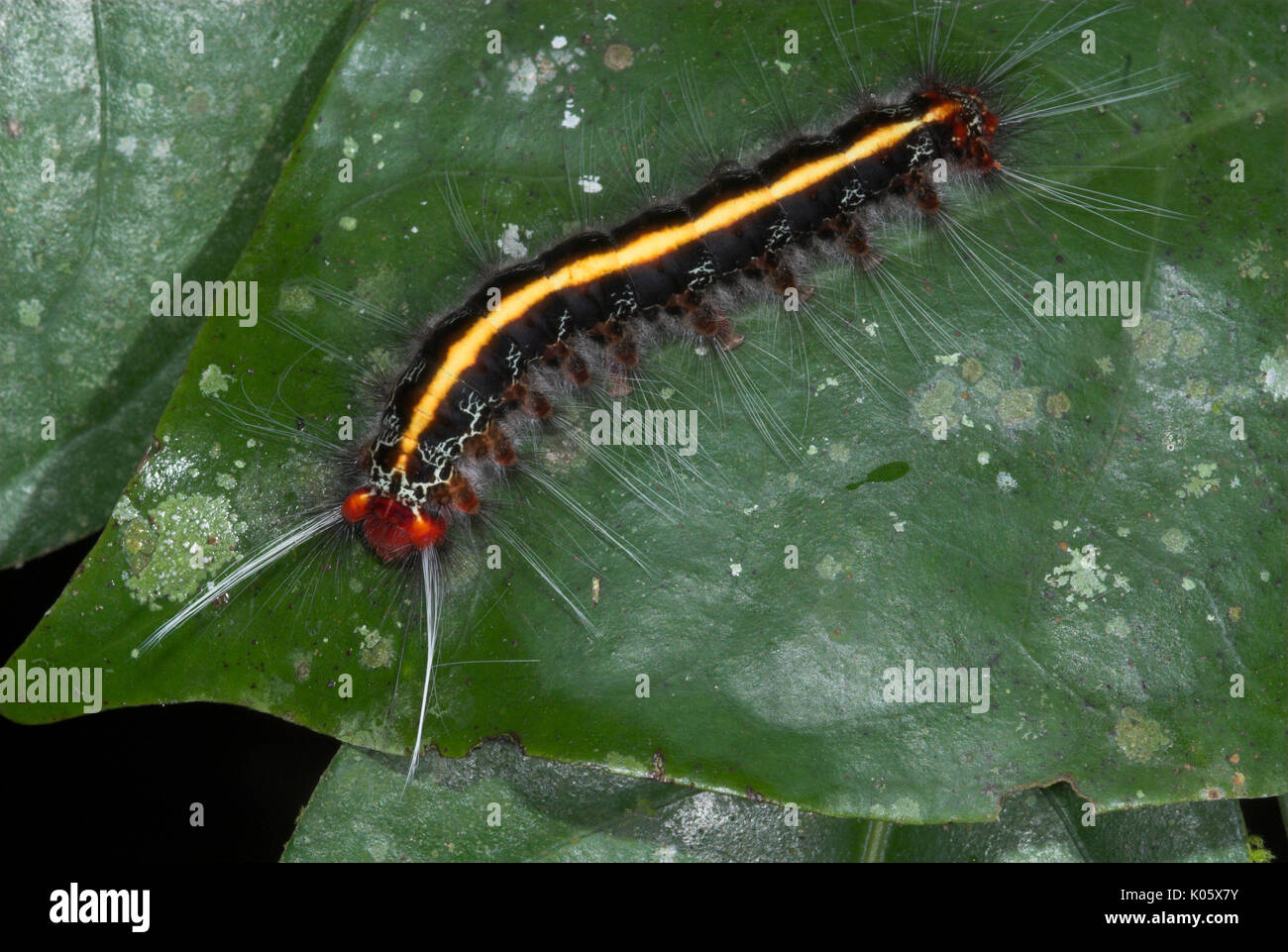Caterpillar, species unknown, on leaf with urticating hairs, Manu, Peru, Amazon jungle, lepidopterism, red head with yellow stripe and black body, . Stock Photo
