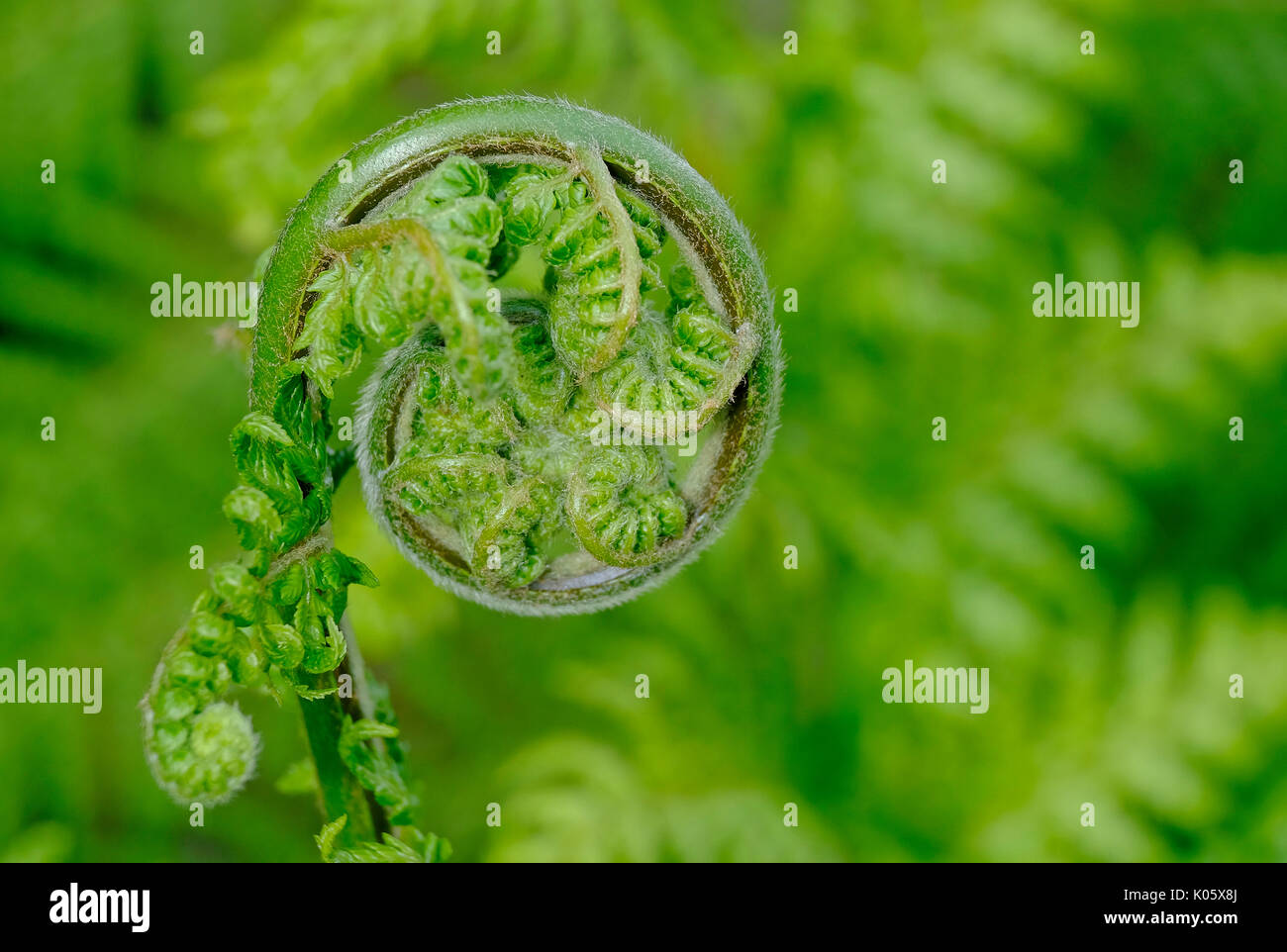 tree fern frond unwinding on green blurred background Stock Photo