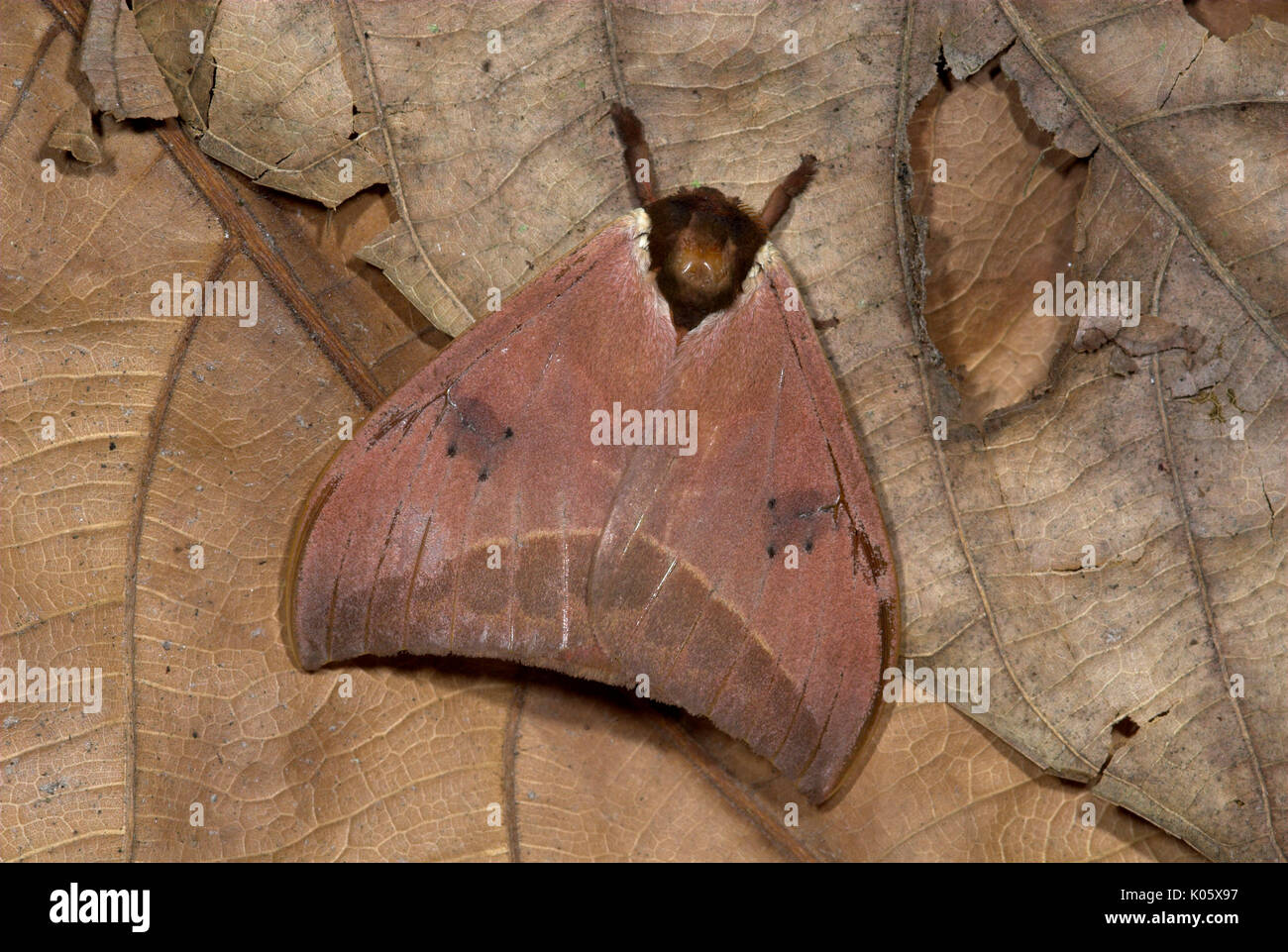 Cryptic Rainforest Moth Species Unknown On Forest Floor Iquitos