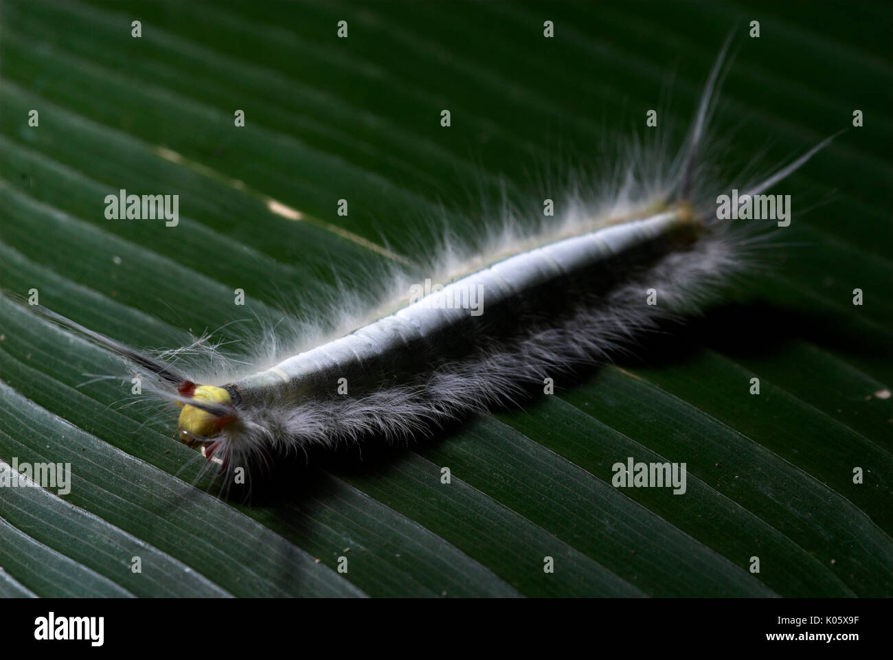 Moth Caterpillar Portrait On Leaf With Urticating Hairs Manu