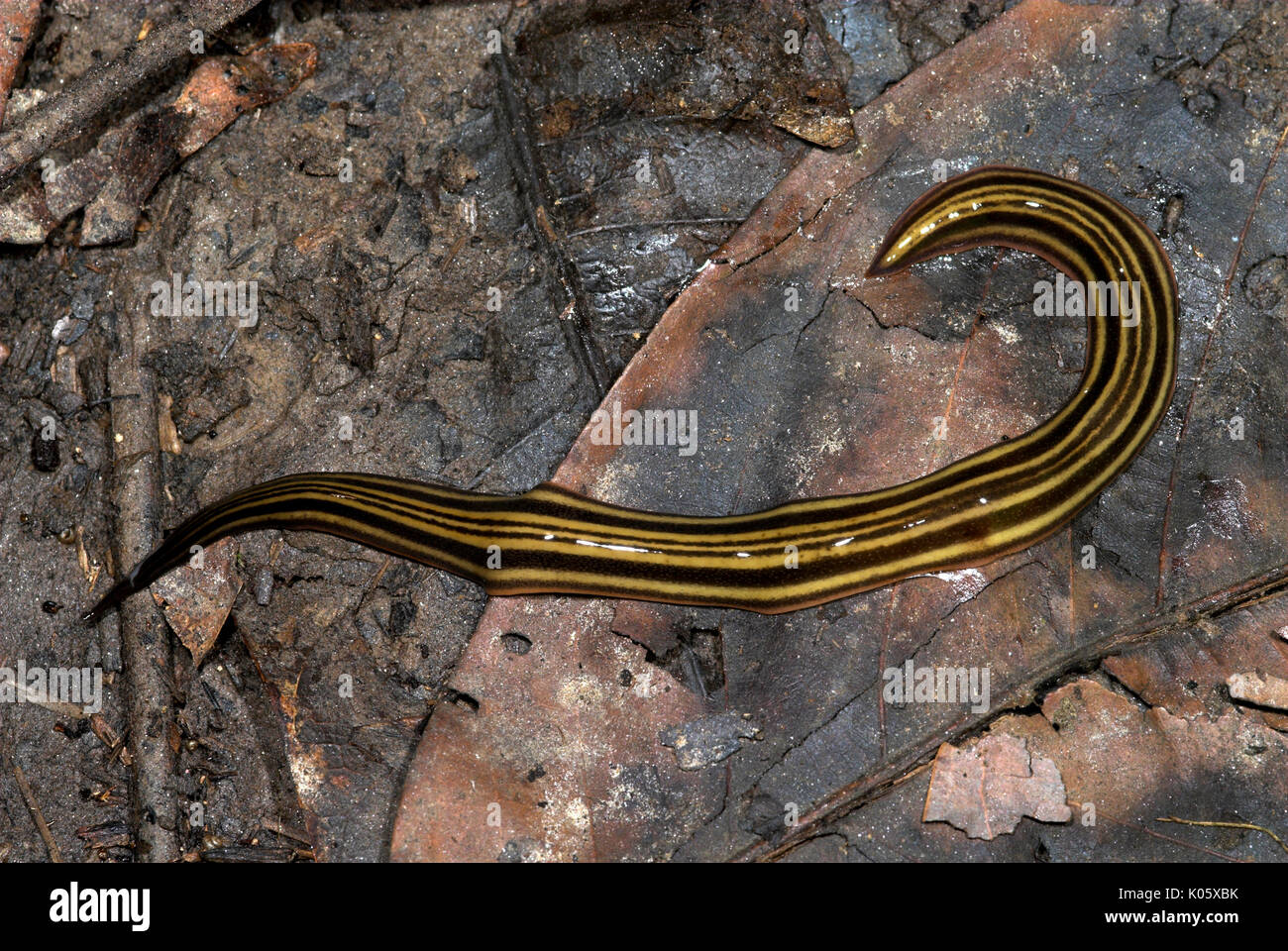 Class turbellaria hires stock photography and images Alamy