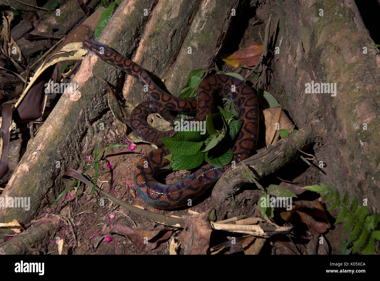 Brazilian Rainbow Boa, Snake, Epicrates cenchria cenchria, Iquitos Peru, by tree, constrictor, colourful, jungle rainforest pattern skin. Stock Photo