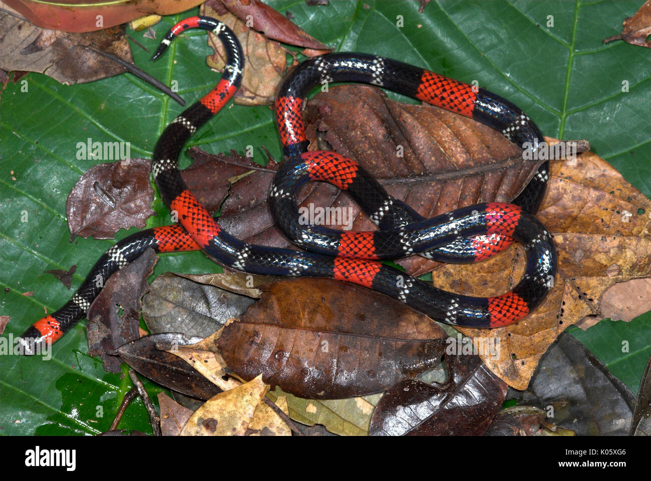 South American Coral Snake, Micrurus lemniscatus, Iquitos, Peru Stock
