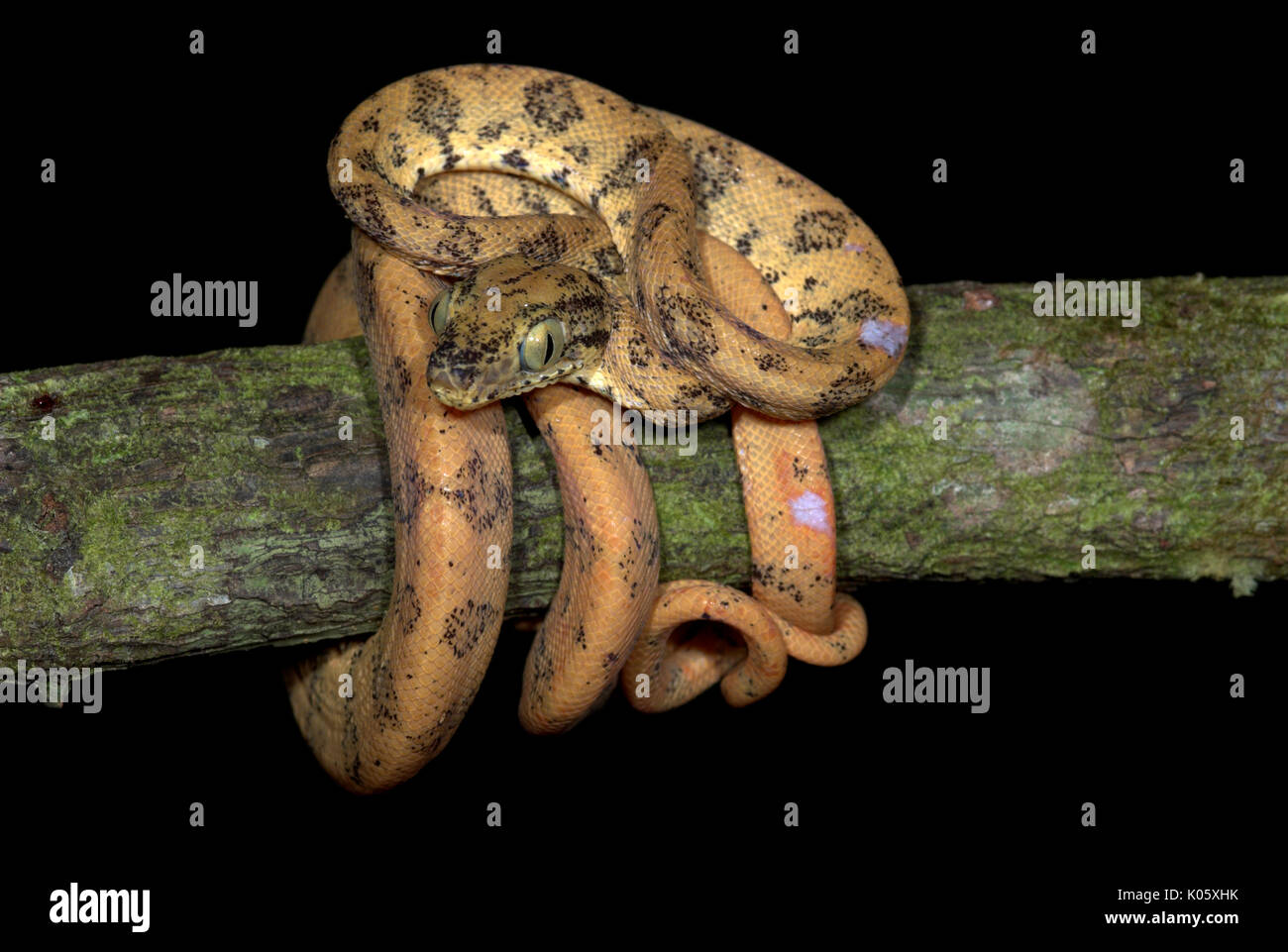 Amazon Tree Boa, Corallus hortulanus, Iquitos, Peru, arboreal ...