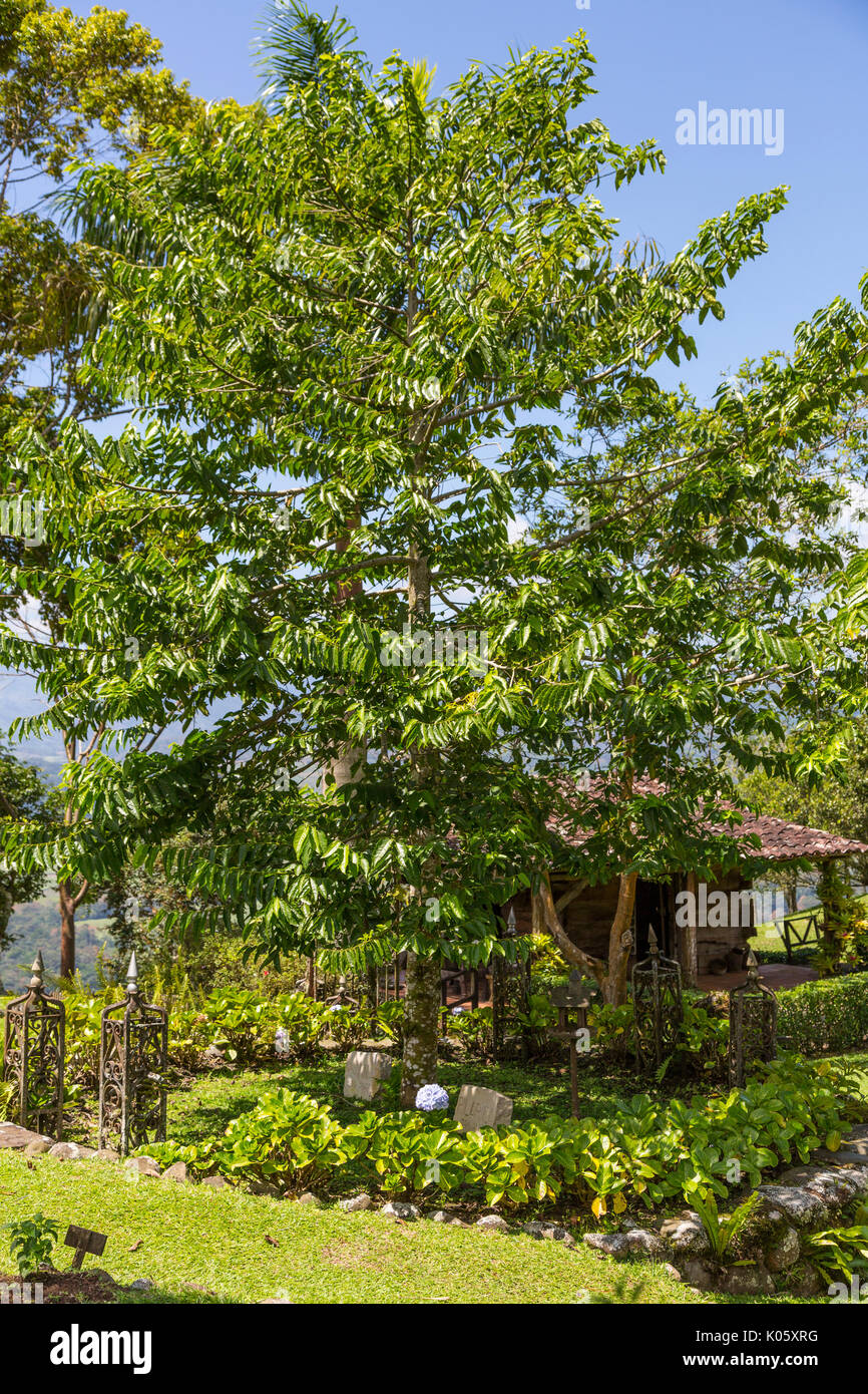 Costa Rica.  Tayutic Hacienda, Turrialba Ylang-ylang Tree. Stock Photo