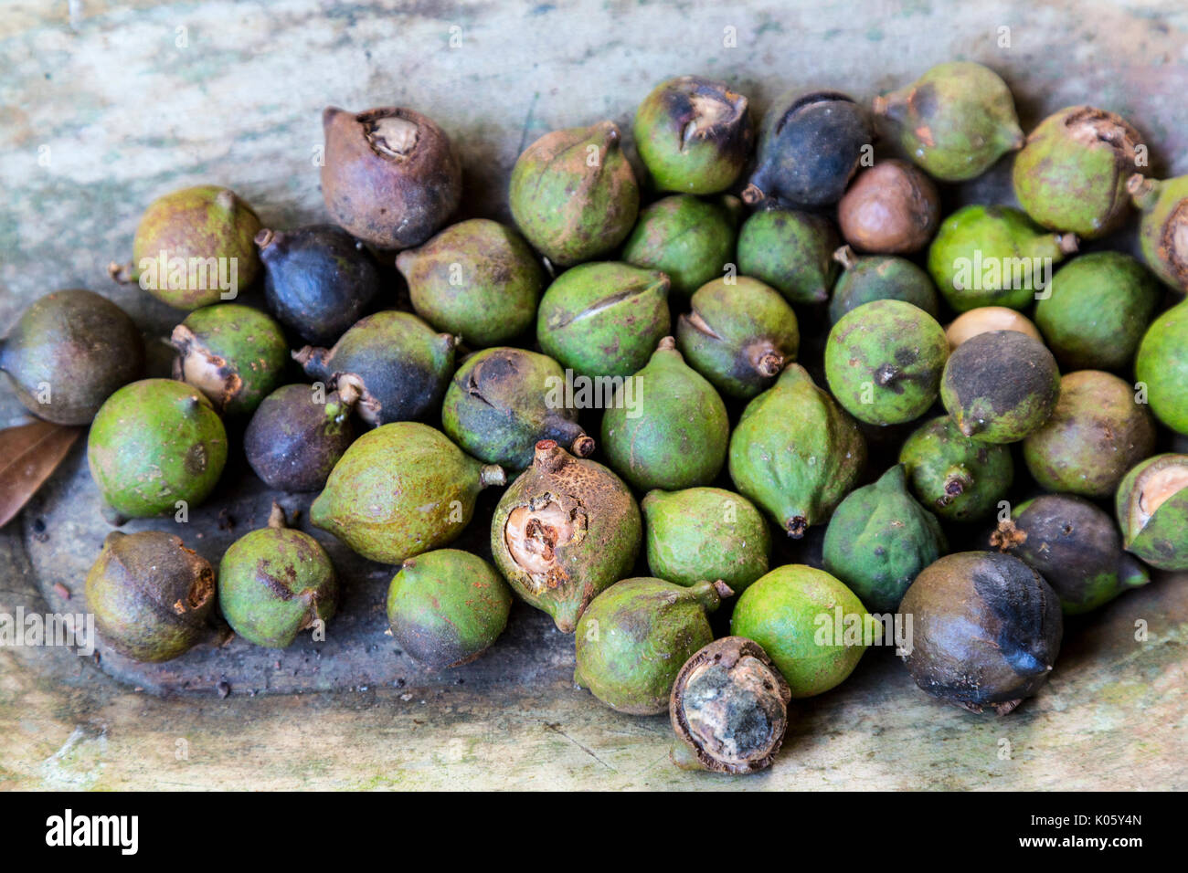 Costa Rica. Unhulled Macadamia Nuts Stock Photo Alamy