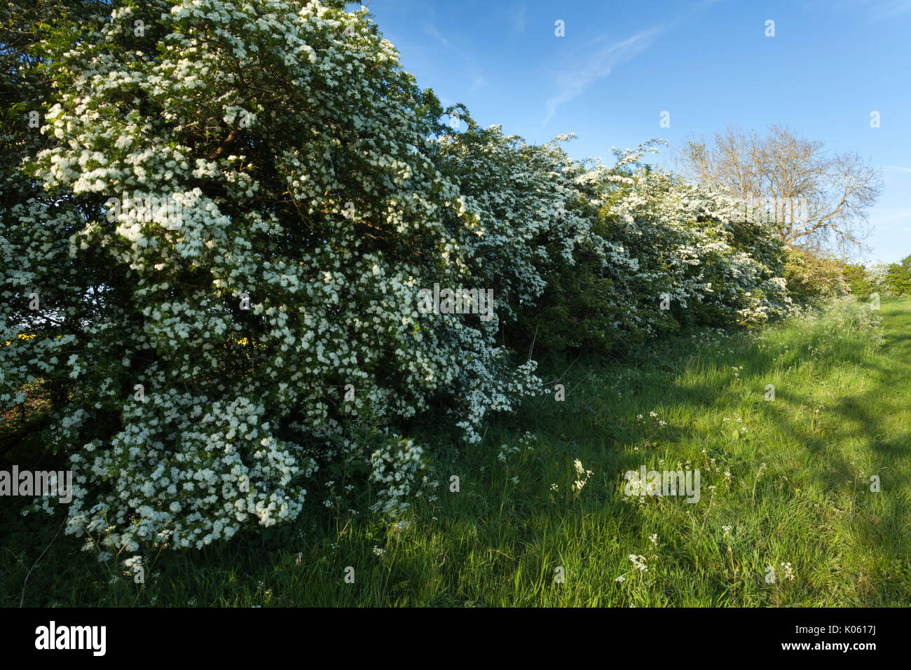A high rural hawthorn hedgerow (Crataegus Monogyna) full of white blossom on a May evening near Brixworth in Northamptonshire, England. Stock Photo