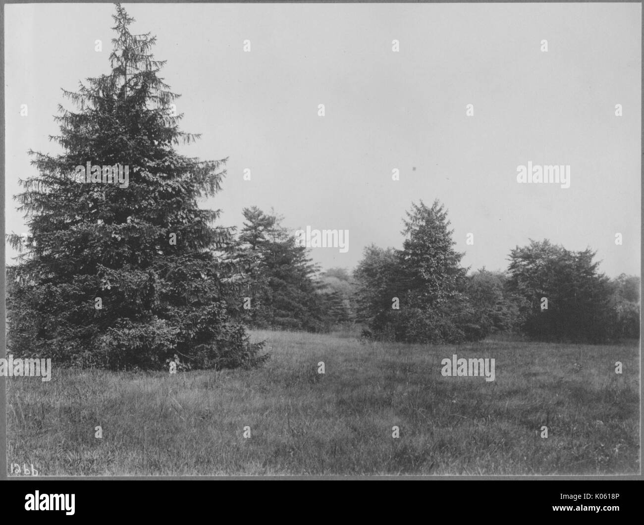 View of untouched land near Roland Park and Guilford, there are large pine trees scattered on the land, Baltimore, Maryland, 1910. Stock Photo