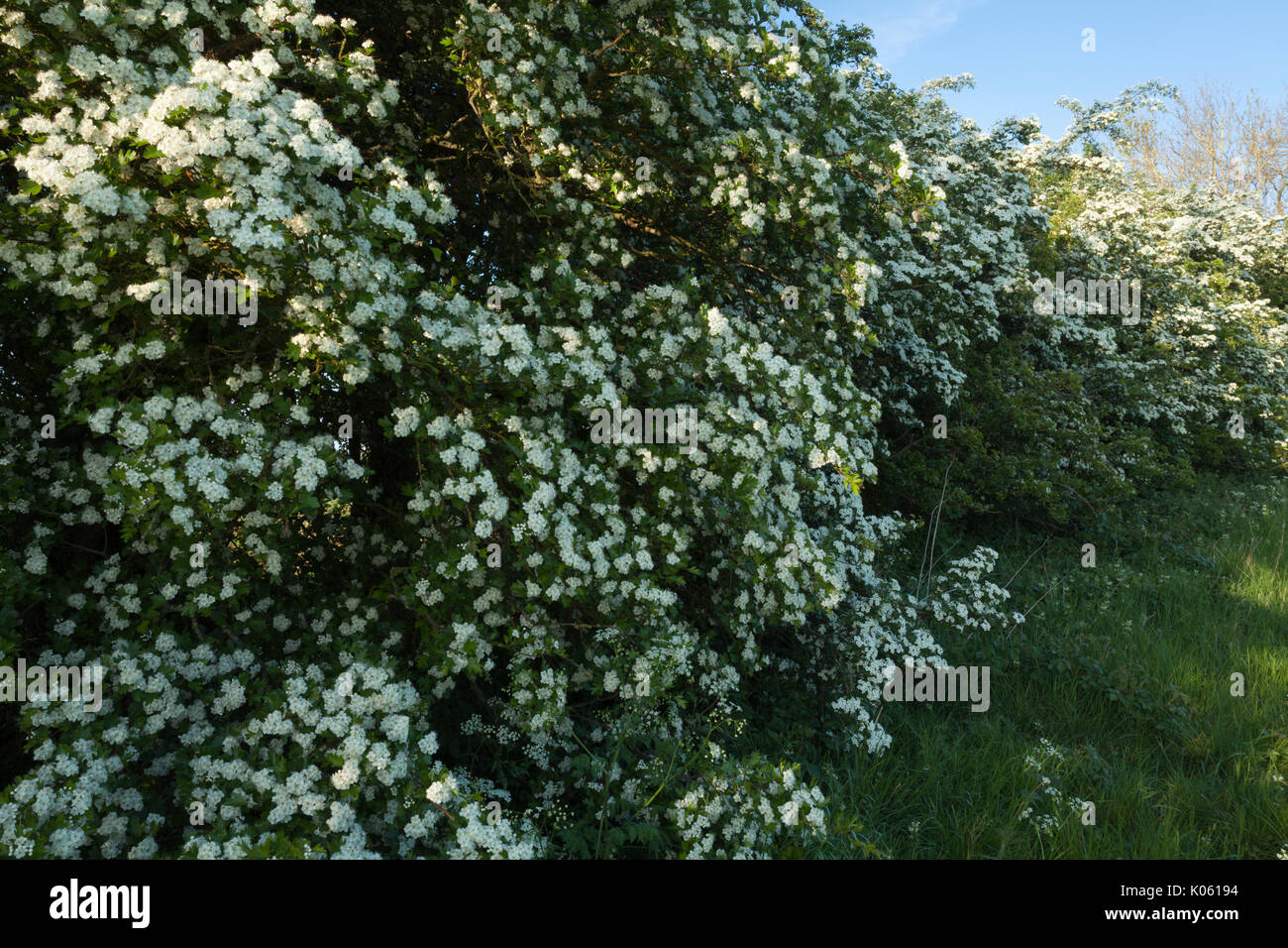 Hedgerow Hedge Stock Photos & Hedgerow Hedge Stock Images Alamy