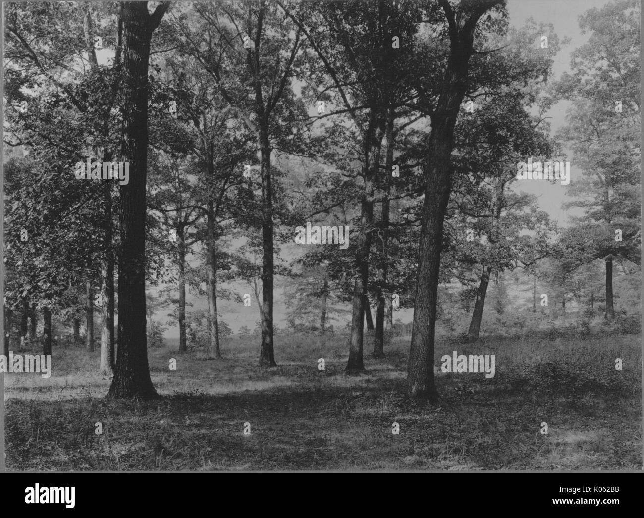Unoccupied land near Roland Park and Guilford, a view of many scattered trees, United States, 1910. This image is from a series documenting the construction and sale of homes in the Roland Park/Guilford neighborhood of Baltimore, a streetcar suburb and one of the first planned communities in the United States. Stock Photo