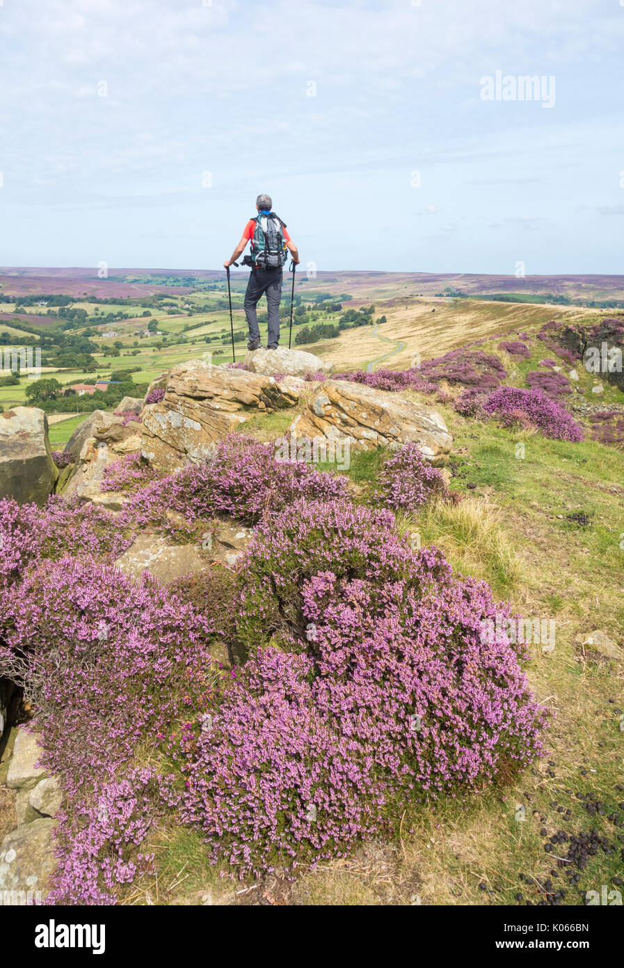Male hiker on Castleton Rigg overlooking Westerdale with heather in flower. North York Moors National park England, UK. Stock Photo