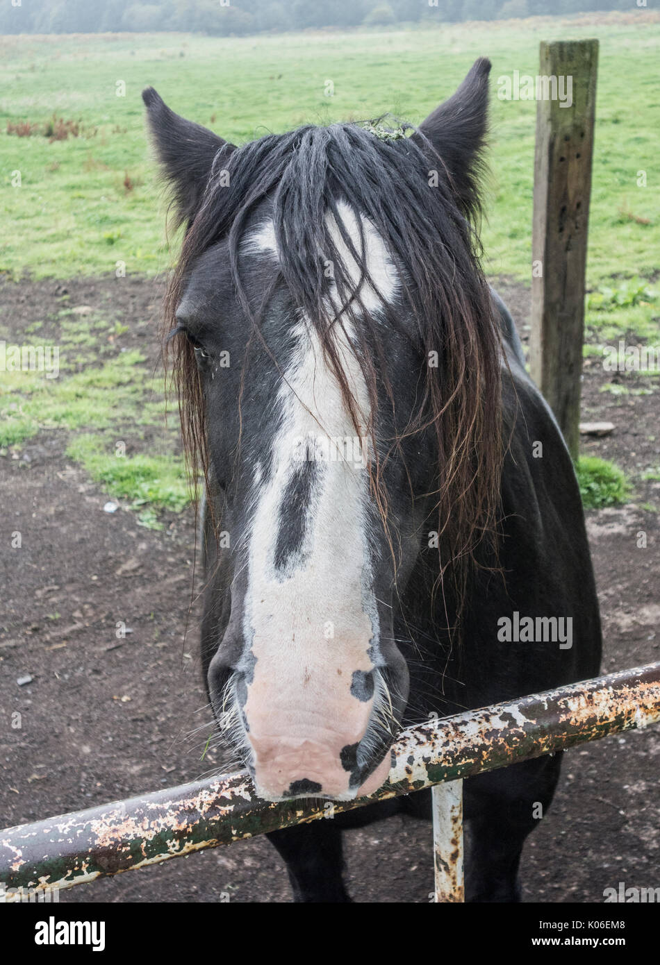 Cobb horse in field. UK Stock Photo Alamy