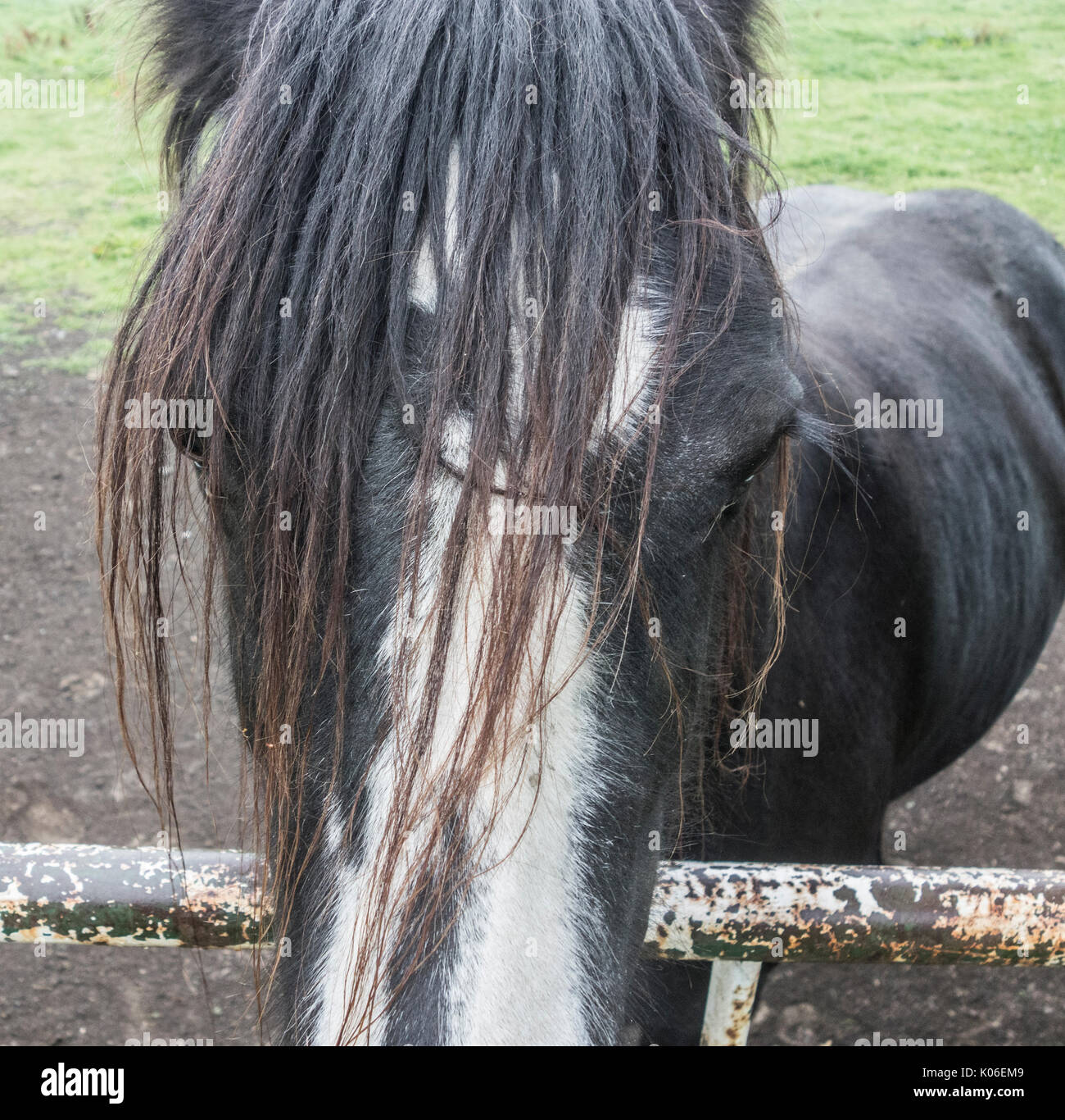 Cobb horse in field. UK Stock Photo Alamy