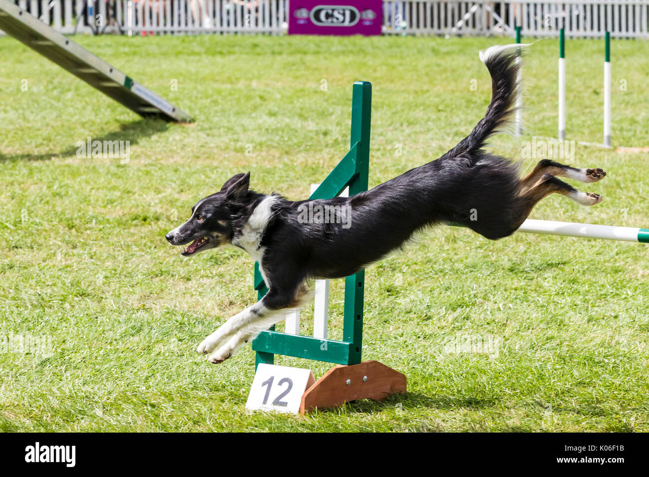 Rockingham, Northamptonshire, U.K. Kennel Club International. Dog Agility Festival. Smooth Collie. Stock Photo